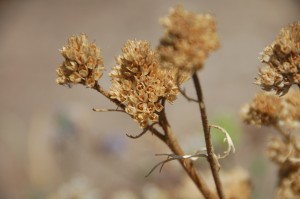 1_globe gilia in seed