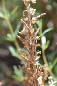 2_lupine in seed