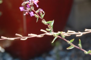 3_clarkia in flower and in seed