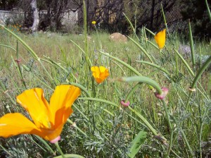 4_poppy capsules, green