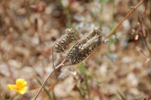 5_lacy phacelia in seed